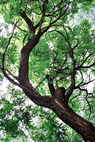 El ser de los bosques
