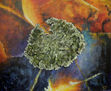 LIQUEN II