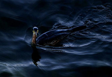Cormoran