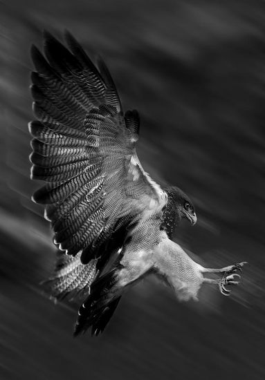 Aguila Escudada Nature Black and White (Digital)