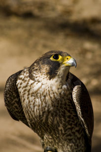 Falco Peregrinus