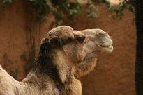 The Camel