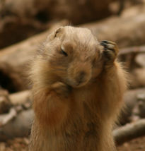 Prairie dog