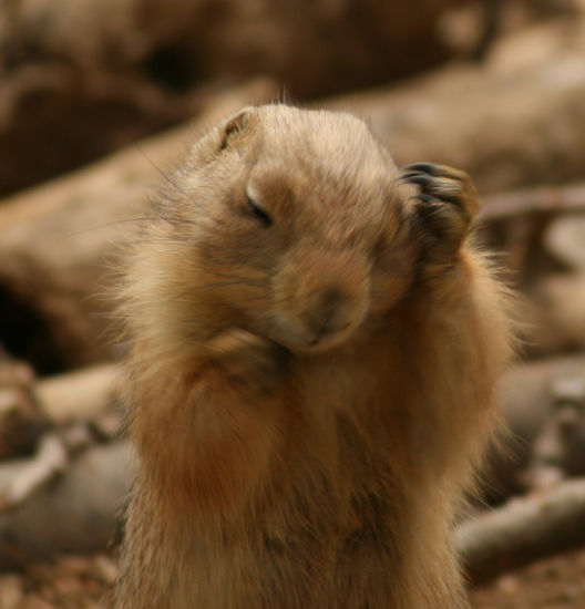 Prairie dog 