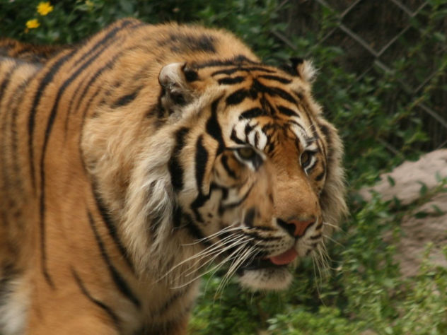 the tiger