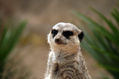 the Meerkat