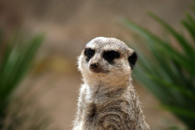 the Meerkat 