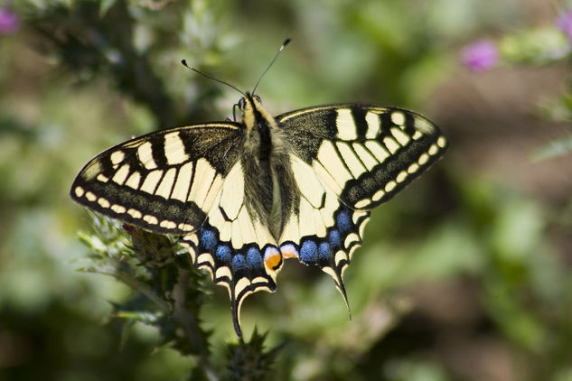 Old World Swallowtail 