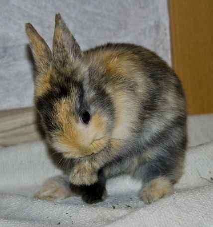House Rabbit