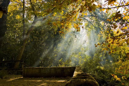 The Woods