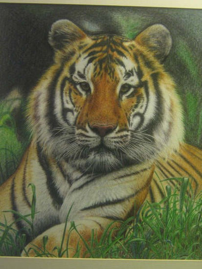 Panthera tigris. Charcoal