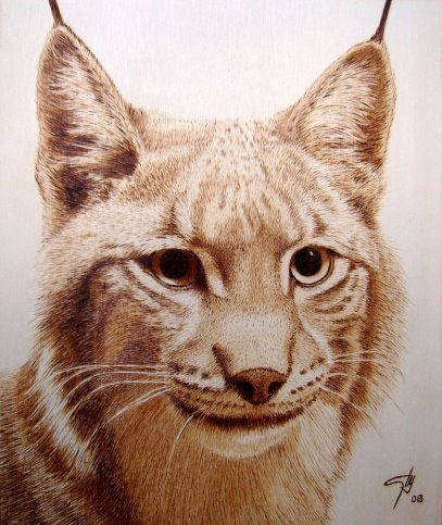 lynx 