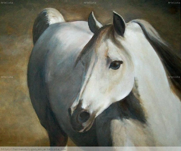 Light Horse Oil Canvas Animals