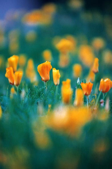 Yellow simphony
