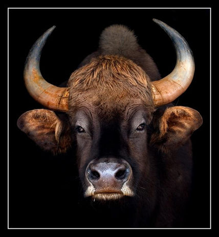 Gaur
