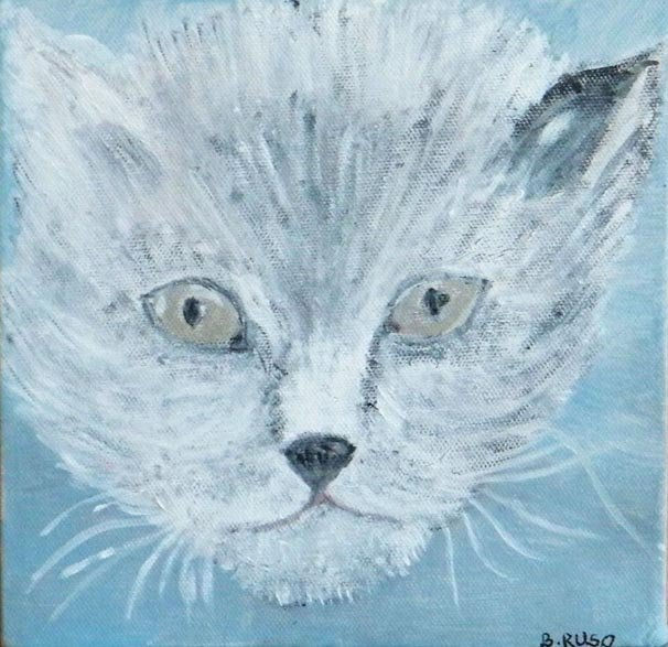 little grey cat