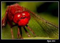 Dressed of red