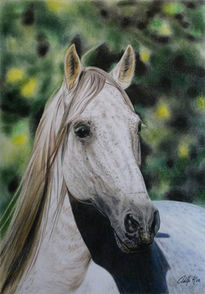 Gray horse.