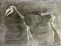 Horse skeleton