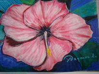 Pink Hibiscus