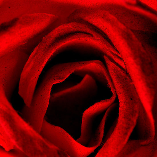 Rosa Conceptual/Abstracto Color (Digital)