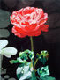 Red Rose