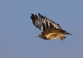 Eagle (aguila escudada)