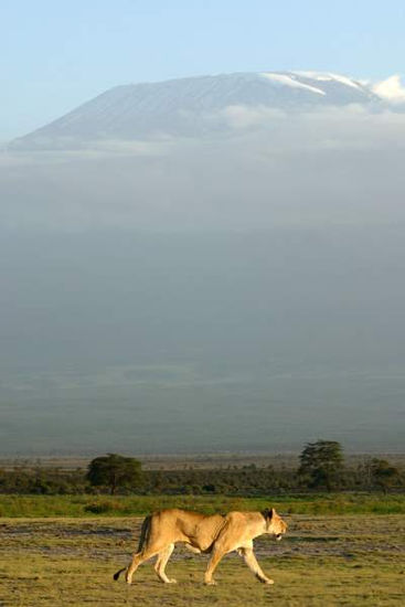 El Kilimanjaro Naturaleza Color (Digital)