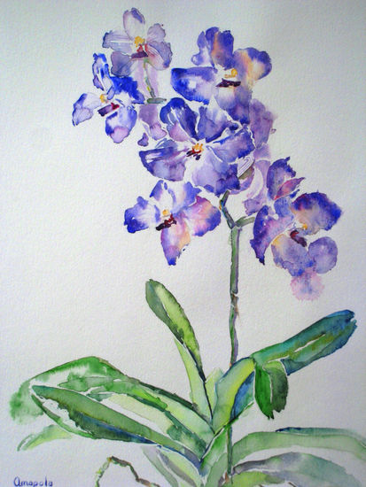 Vanda, by Amapola Herrera Acuarela Papel Floral