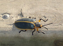 Beetle