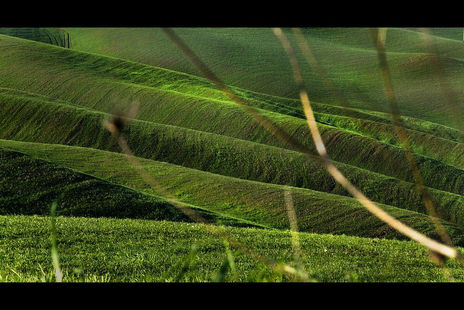 The green sea