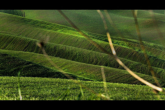 the green sea