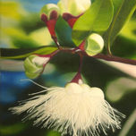 Flowers thumbnail 2