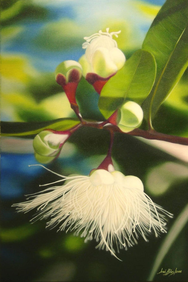 "Flor de Pomo"