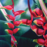 Flowers thumbnail 1