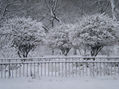 Three white trees