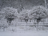 Three white trees