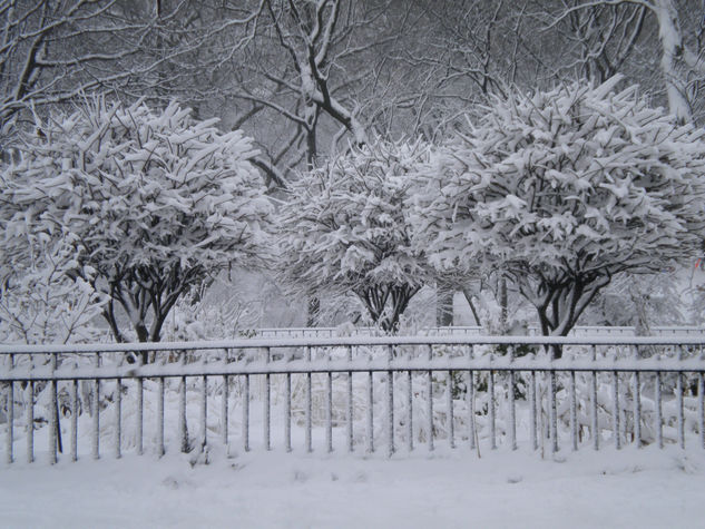 Three white trees 