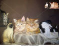 Family of my friend's kittens