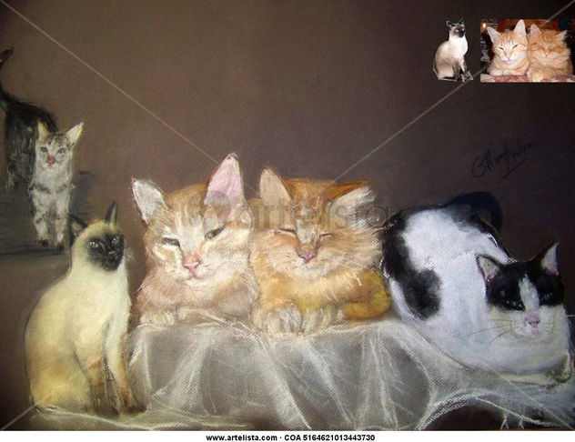 Family of my friend's kittens