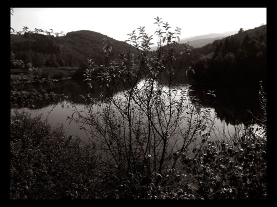 Otoňo Naturaleza Blanco y Negro (Digital)