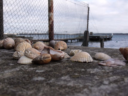 Empty shell