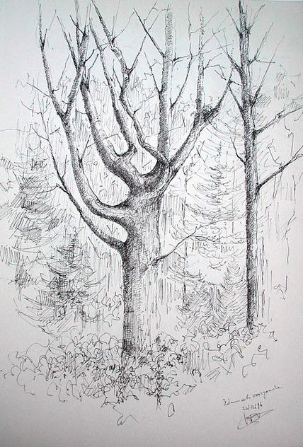 Oaks