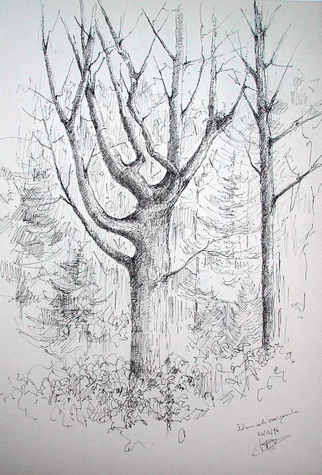 Oaks