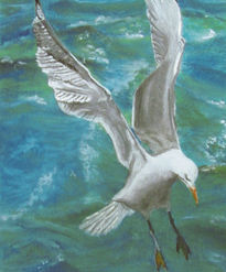 Gaviota (Seagull)