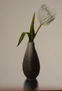 tulipan