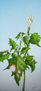 little plant surviving