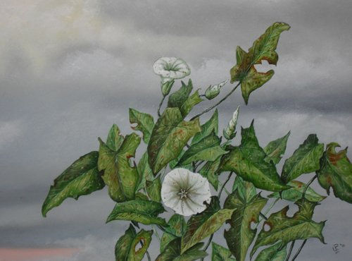 plant and clouds