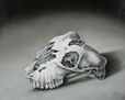 skull of a sheep
