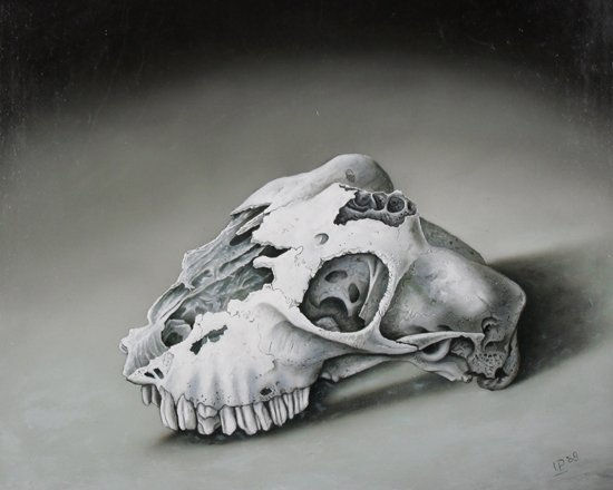 skull of a sheep